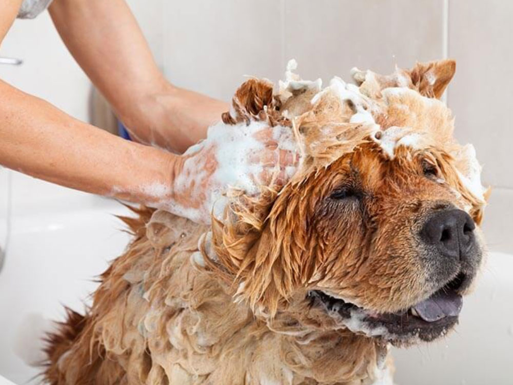 روش های حمام دادن سگها
